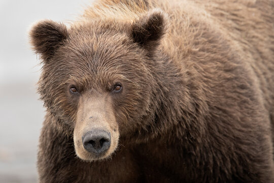 Fototapeta Close up of grizzly bear
