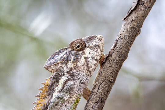 Close up of warty chameleon on branch in spiny forest