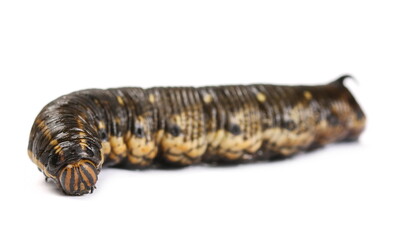 Big black caterpillar with horn isolated on white background