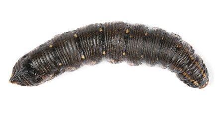 Big black caterpillar with horn isolated on white background