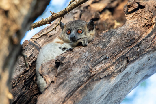Sportive lemur sitting on branch