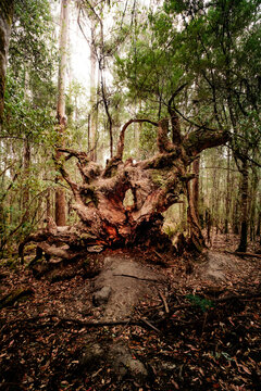 View Of Fallen Tree In Forest