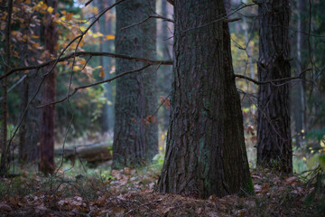 Dark pine forest in autumn