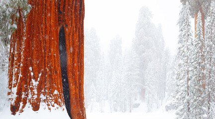 View of giant sequoia trees in Sequoia and Kings Canyon National Parks