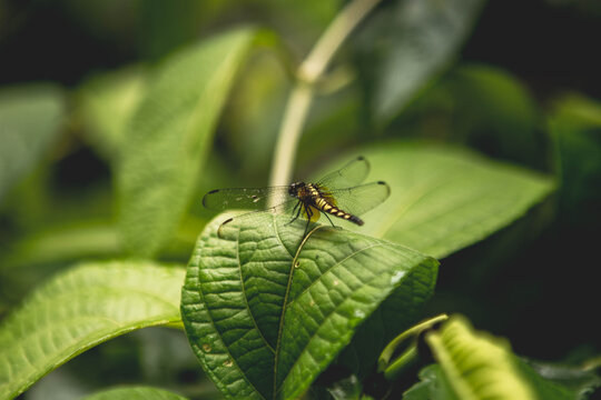 Close up of dragonfly perching on leaf in rainforest