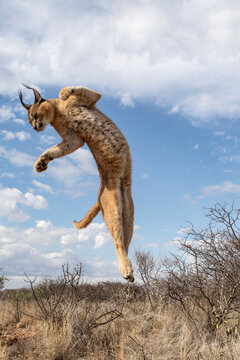 Caracal jumping in air against cloudy sky