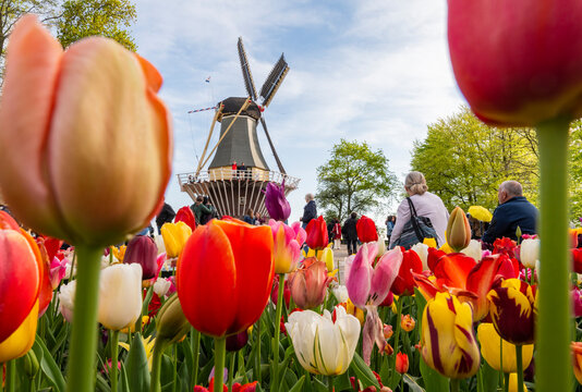 Tourists at windmill with tulip flowers in foreground in Keukenhof garden