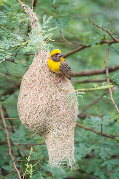 Close up of baya weaver perching on nest