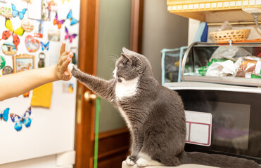 cat sits on the table and gives her owner a paw