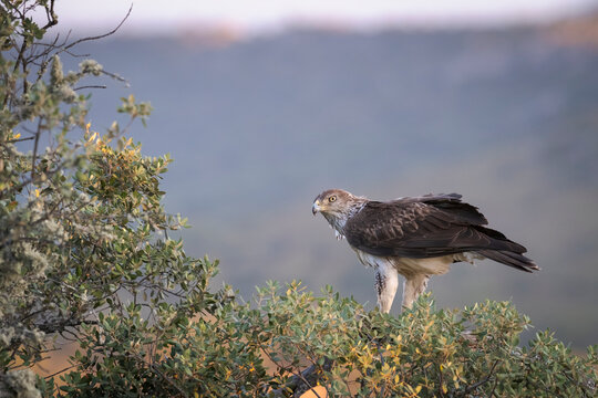 Bonelli's eagle perching on branch