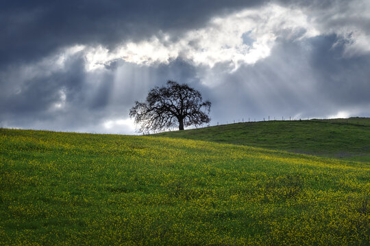 Lone tree on hill with spring flowers against cloudy sky
