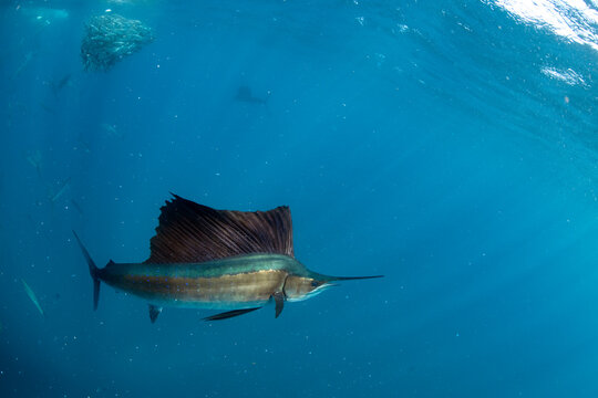 Sailfish feeding on sardines in sea