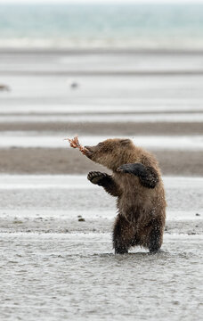 Grizzly bear cub playing with piece of salmon in Lake Clark National Park and Preserve