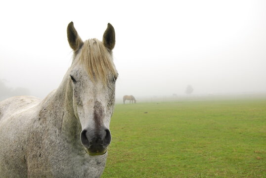 Portrait of horse standing on grassy landscape