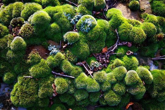 Close up of moss on rocks