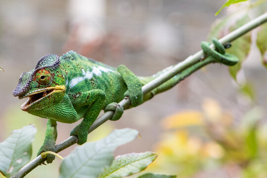 Close up of parson's chameleon on branch