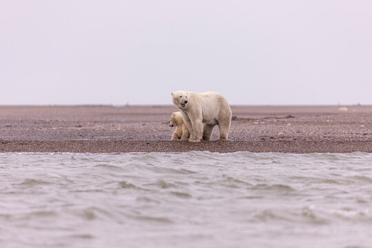 Polar Bear Standing With Her Cub