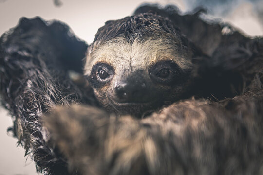 Close up of sloth