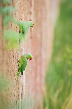 Rose ringed parakeets perching on wall
