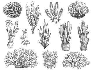 Sketch seaweed. Ocean reef coral and water plant, algae. Underwater life weeds. Marine botanical, cosmetology hand drawn engraved vector set. Illustration coral reef, water ocean underwater flora © Tartila