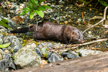 Close up of American mink