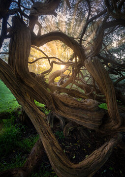View of twisted trees during sunrise