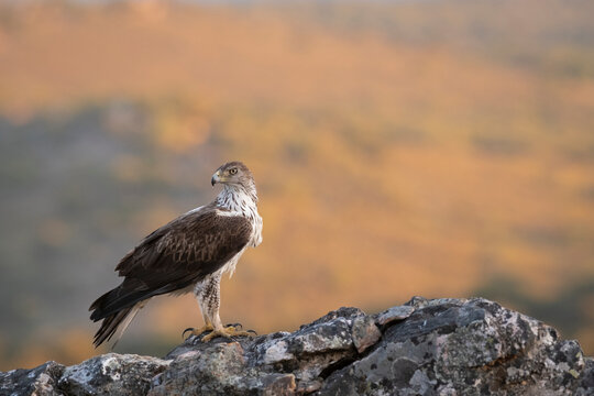 Close up of bonelli's eagle perching on rock