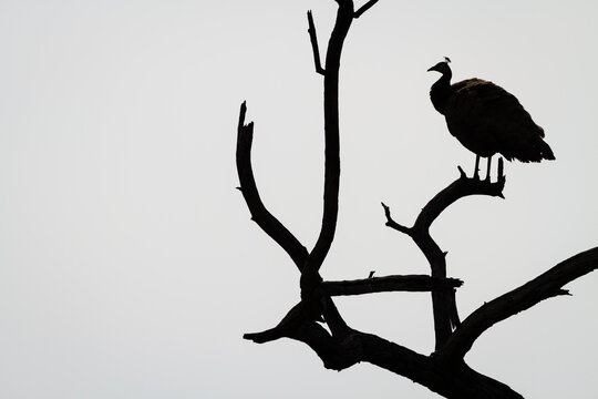 Silhouette of Indian peafowl perching on dead tree