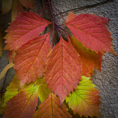 red and yellow creeper leaves 