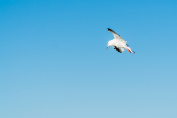 Seagull flying over the ocean on a sunny day
