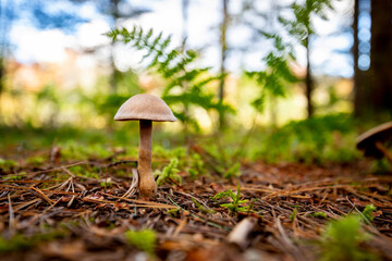 Close up of mushroom in forest
