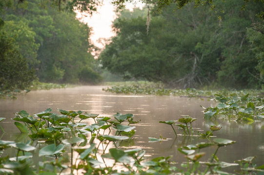 View of Wekiva River during sunrise