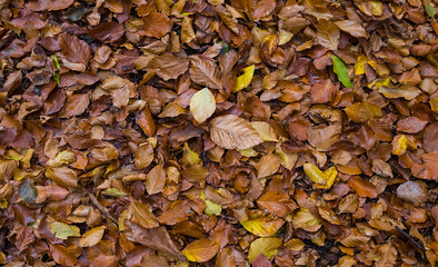 closeup dry autumn leaves lie on a ground, natural season background