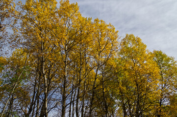 Autumn Trees at Elk Island National Park