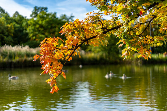 Sch&ouml;nes herbstliches Laub am Ahorn-Baum am See - in M&uuml;nchen im Westpark in Sendling