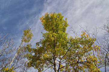 Autumn Trees at Elk Island National Park