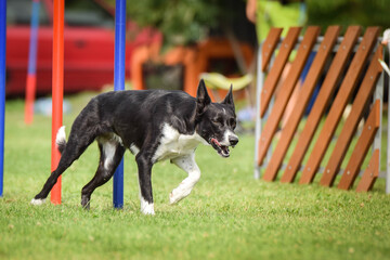 Lovely tricolor Border collie is running slalom on czech agility competition slalom. Dogs love it!