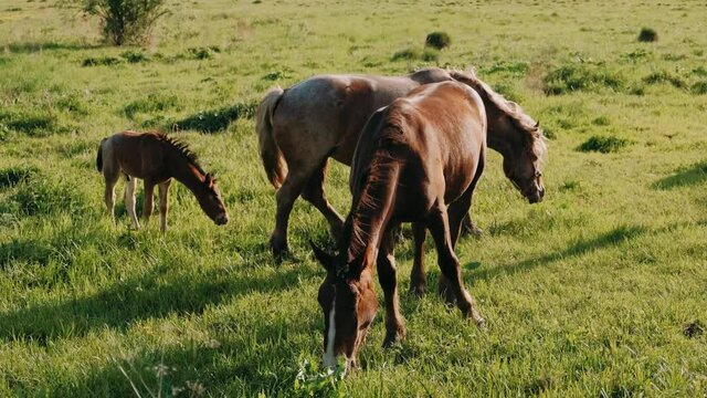 A herd of Horses with a small foal eating grass at sunset. Horses graze on a beautiful meadow. Horse brown color on the Sunny meadow.