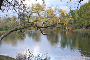 Autumn, a branch of an old tree over the pond.
