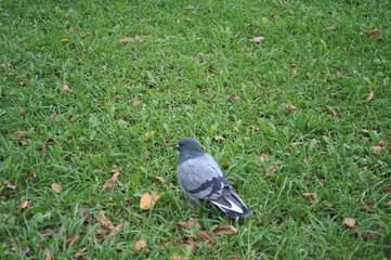 Pigeon on the grass, thinking.