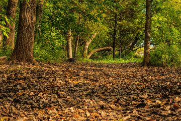 Maizerets Park in Quebec city, mid autumn