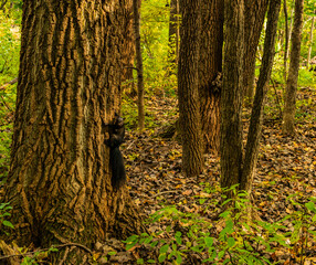 Maizerets Park in Quebec city, mid autumn