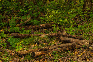 Obraz premium Maizerets Park in Quebec city, mid autumn