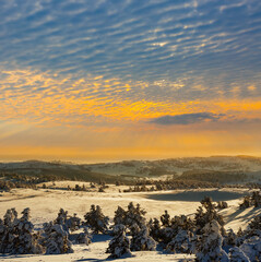 winter snowbound plain with pine forest at the sunset