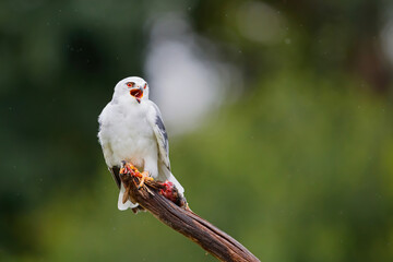 Black-winged kite (Elanus caeruleus) sitting on a branch with a prey in the Netherlands