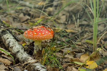 closeup flyagaric mushroom in autumn forest