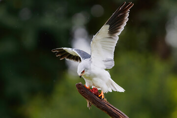 Black-winged kite (Elanus caeruleus) sitting on a branch with a prey in the Netherlands