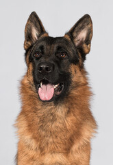 shepherd dog on gray background