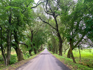 Obraz premium Road between large trees with green foliage on sunny day