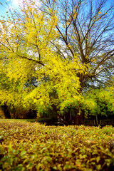 Golden autumn scenery, vertical background